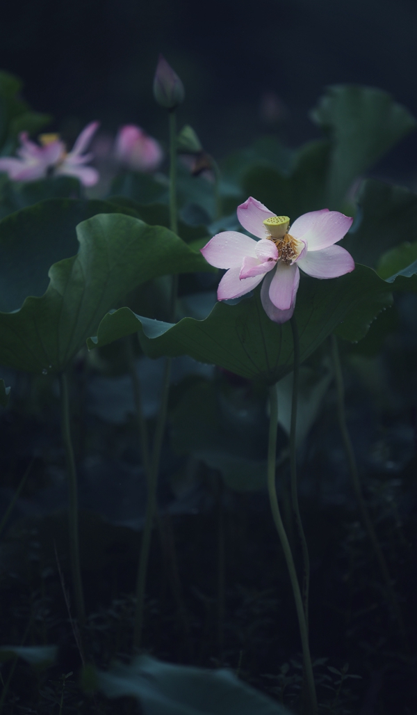 131726192135140380.jpeg cc69314b1fae4fb3669dd66c1799ac3b_20220717175143_50540.jpg