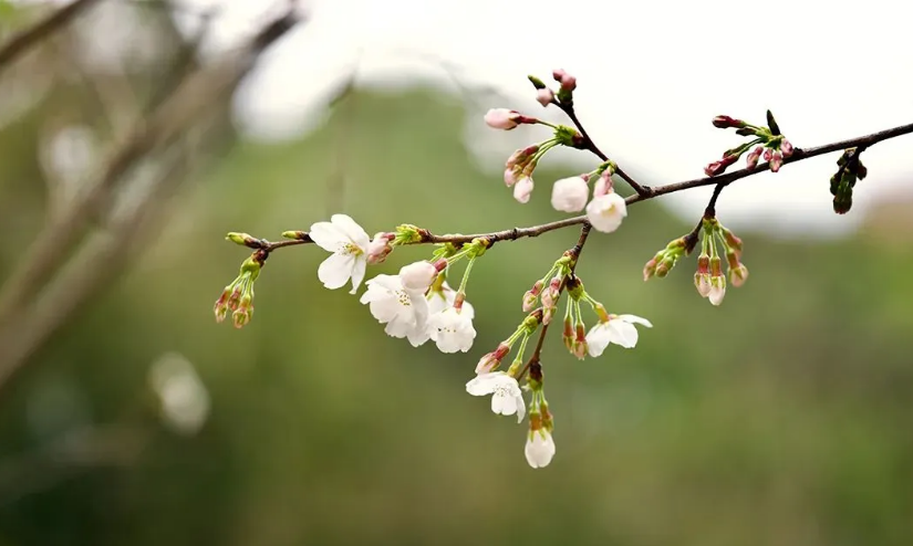 111731312633159933.png image.png